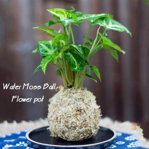 10g Sphagnum Moss Moisturizing Nutrition Organic Fertilizer Protect Orchid Succulent Plant Roots DIY Flower Pot Home Garden