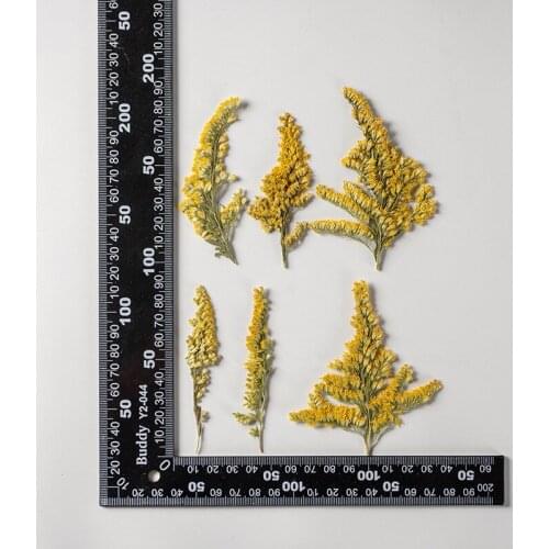 250pcs Pressed Dried Flower Solidago decurrens Lour Herbarium For Face Make UP Nail Art Jewelry Bookmark Phone Case Card DIY
