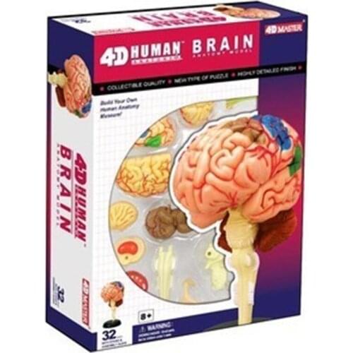 4D intelligent assembly toy human brain anatomy model medical teaching model