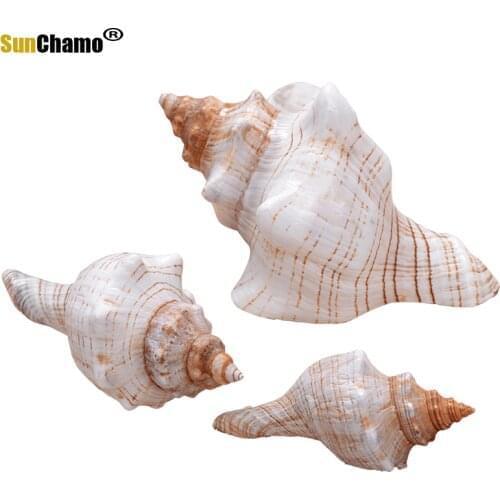 Natural Shell Red Spiral Conch Ear Conch Hexagonal Conch Wedding Decoration Props Fish Tank Accessories Mediterranean Ornaments
