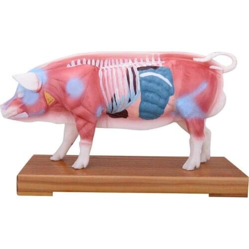 Pig Acupuncture Model Anatomy Model Pig Acupuncture Points Model Animal Model Teaching Practice Training