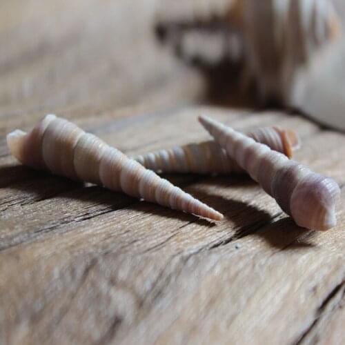 HappyKiss 10 pcs natural Real Drapery Hold Great for weddings or asymmetry party sea shells conch natural crafts