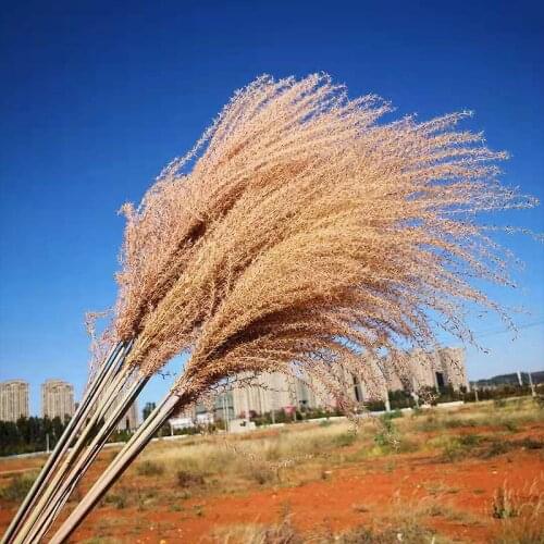 10/30/50 Pcs Pampas Grass Dried Flowers Decoration Small Reed Wedding Plants Dusting Flower Dried Pampas Flower Home Ornaments