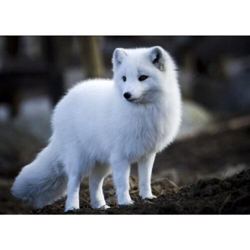 Need to add clothing length, hats, etc., or other special custom requirements Different prices