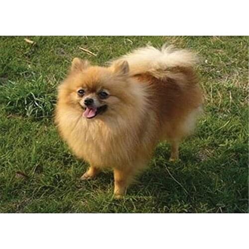 Animal Dog Pomeranian DIY Embroidery 11CT Cross Stitch Kits Needlework Craft Set Cotton Thread Printed Canvas Home Sale