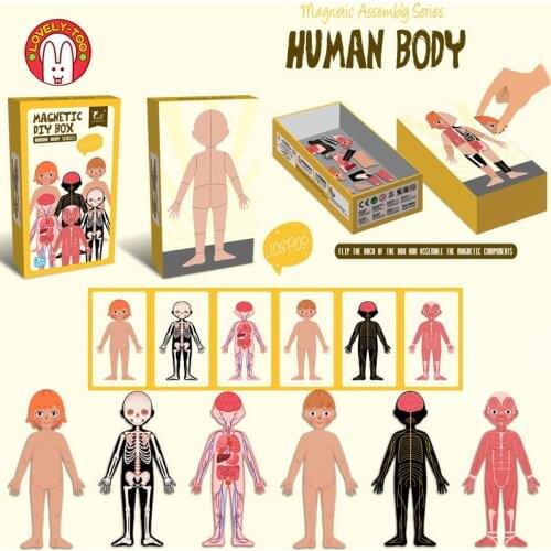 Kids Magnetic Human Body Anatomy Cognitive DIY Puzzles Early Learning Educational Toy Montessori Gift Children Dressing Jigsaw