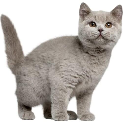 S50233# 13/15/17CM Personality PVC Decal Cute Cat V4 Car Sticker on Motorcycle Laptop Decorative Accessories