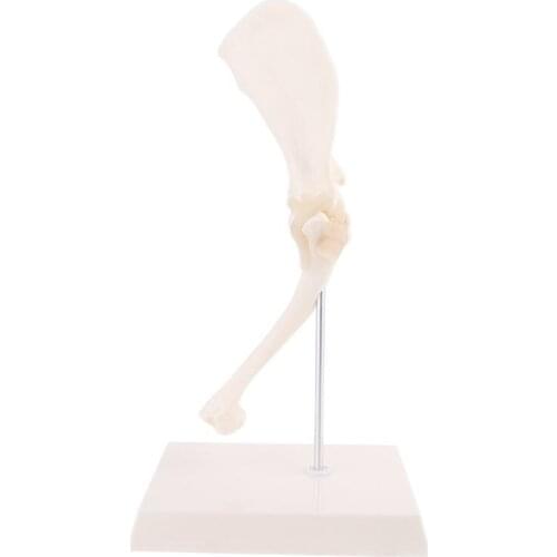 Dog Canine Shoulder Joint Model Veterinary Teaching Research Skeleton Halloween U4LD