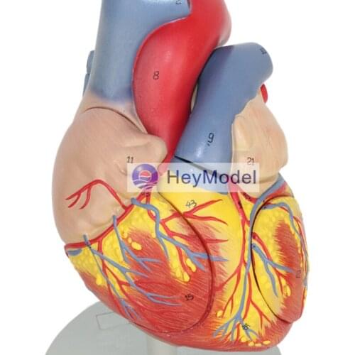 HeyModel Adult Heart Model Removabal 2 times Enlargement