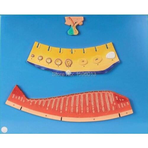 Menstrual Cycle Model,Synchronism of Ovarian And Endometrial Changes