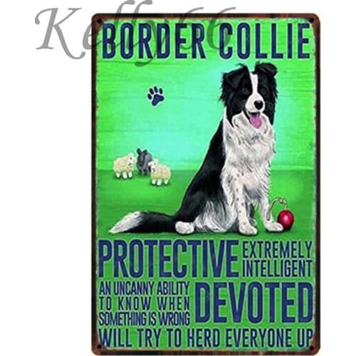 [ Kelly66 ] Border collie Metal Tin Sign Poster Pet Store Room Wall Decor Art Iron Painting 20*30 CM Size y-1153