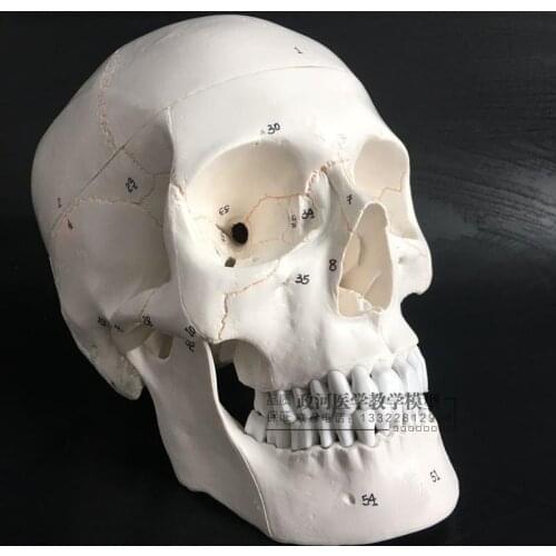 Medical human skull model 1:1 simulation skull Neurology model skull with digital number functional division