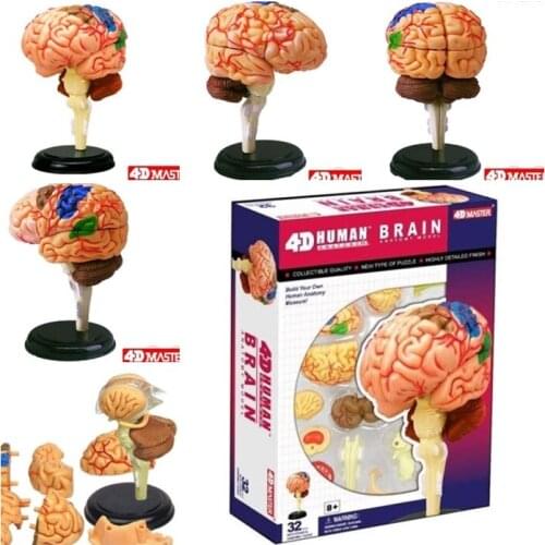 4D master Human brain model structure assembled Anatomy dimensional 32pcs set