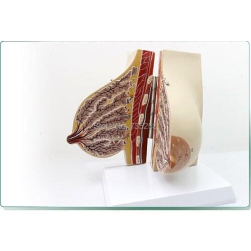 Lactating Breasts Anatomical Model,Female Breast Model,Breast Anatomy Teaching Model