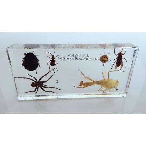 Six Kinds of Beneficial Insects Embedded Specimen Insect Specimen Models Biological Entomology Teaching Aids Resin Handicraft
