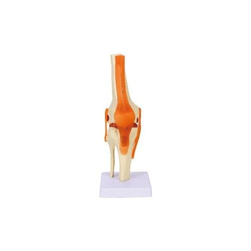Exquisite knee joint model human skeleton model knee joint ligament model medical