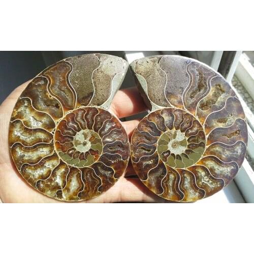 225g 1 Pair Half Cut Ammonite Shell Jurrassic Fossil Specimen Madagascar