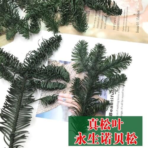 Valentines Day Eternal Flower Nobe Pine Pine Tree Pine Branch Pine Cypress Leaf Green Handmade DIY Christmas