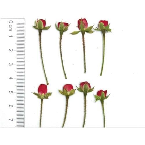 120pcs Pressed Dried Mini Red Rose Buds Flower Plant Herbarium For Jewelry Postcard Invitation Card Phone Case Bookmark DIY