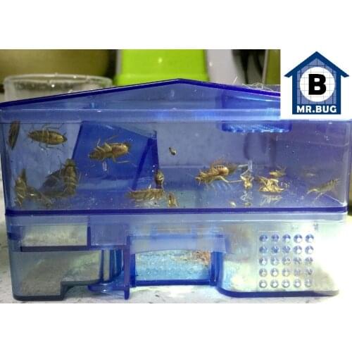 Mr.Bug Accessories For Cats
