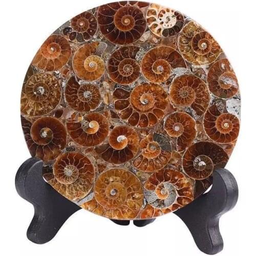 MOKAGY 1pc 11cm-12cm Natural Fossils Quartz Stone Conch Ammonite Crystal Disk