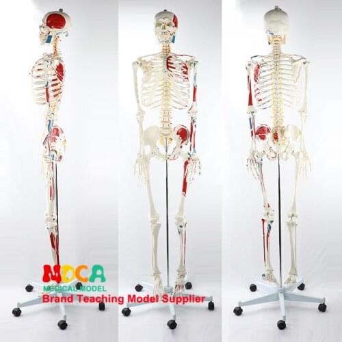 170CM human skeletal model MGG302