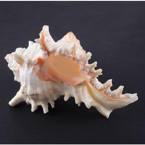 1pc New Large Queen Nautical Shells Conch For Fish Tank Decoration Natural Seashell Beach Home Decoration 6 inch