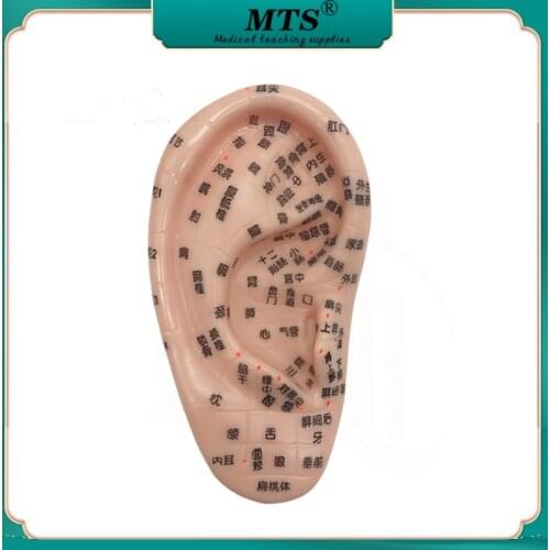 17cm Standard Chinese Ear Acupressure Model Chinese Acupuncture Association Medical Supplies
