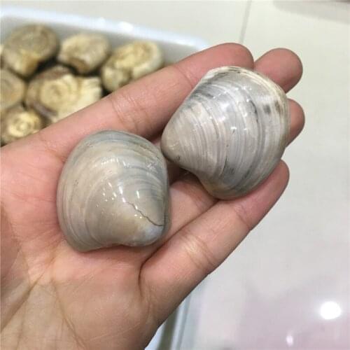 New! natural small conch fossil stone reiki mineral stone healing crystal for home&aquarium&garden decoration