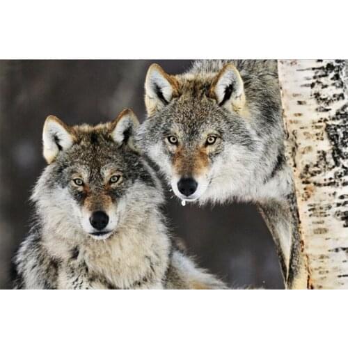 Diamond embroidery animal Two wolves Diy Diamond painting cross stitch 3d square drill Diamond mosaic pasted full canvas 60*40cm