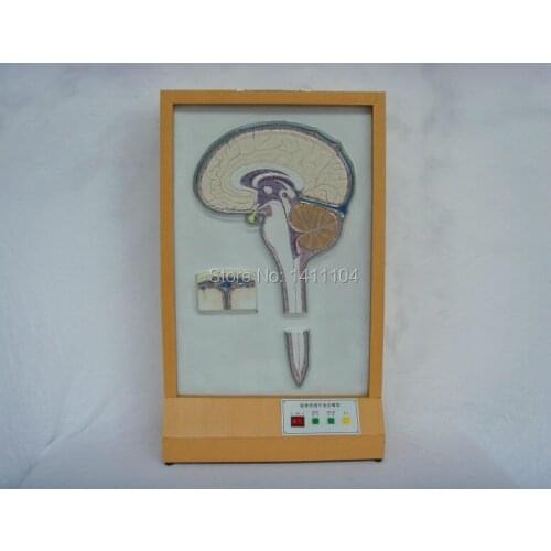 Free shipping&cerebrospinal fluid circulation electric anatomical model, teaching \medical, science Technology Museum exhibition