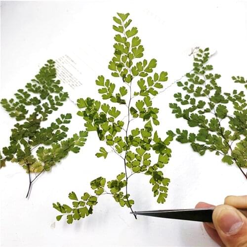 12-18cm/8pcs,Natural Pressed eternal Flowers Adiantum,Real Plant DIY Wedding invitations Craft Bookmark gift Card Decoration