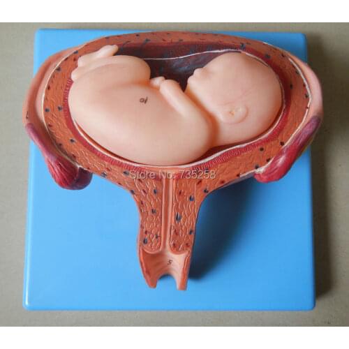 Six Months Fetus Model,24 Weeks of Pregnancy The Fetus Model