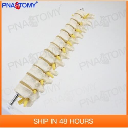 1:1 Human Thoracic Spine Model, Spine, Lumbar Cervical Orthopedic Bone Model Skeleton Anatomy