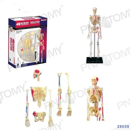 4D MASTER muscle starting and ending point of human skeletal model is 20cm high and can be disassembled 46 parts human skeleton