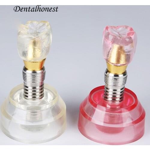 2pcs Dental Model #2020 - Clear and Pink Implant Model