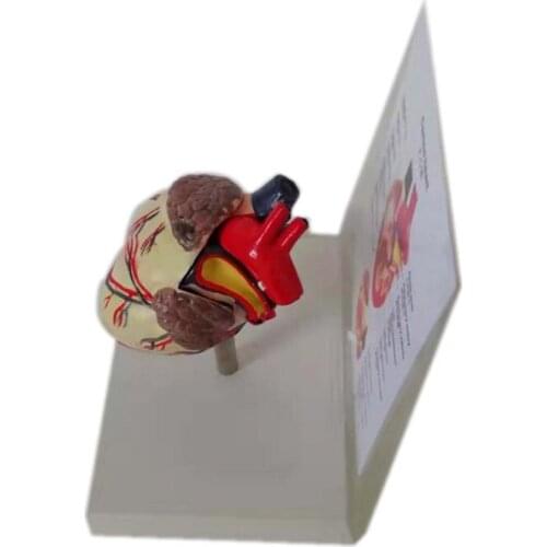 Canine Dog Heart Anatomy Model for Teaching Aids