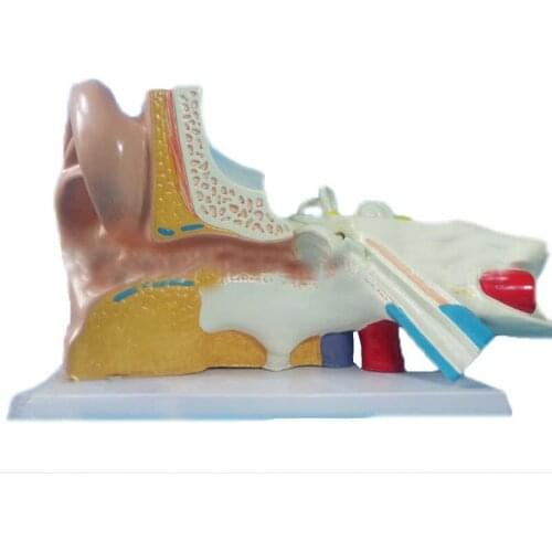 Human Ear Anatomy Model Simulation 3 times Big Ear Teaching Model