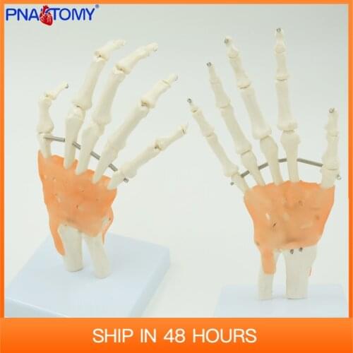 1:1 Life size Human Hand Joint Model Skeleton Bone Wrist Vola Palms Medical Science Teaching Supplies Educational use