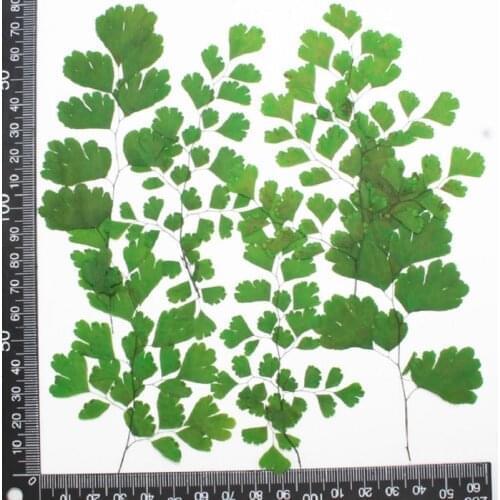120pcs Pressed Dried Adiantum capillus-veneris L Flower Herbarium For Epoxy Resin Jewelry Making Bookmark Makeup Nail Art Craft