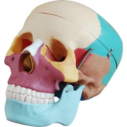 Skull model color skull model partition bone structure teaching model skull medical teaching aids