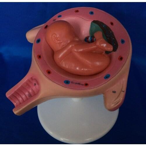 Embryo Model Female Uterus Model Pregnancy Embryo Development Process Model Placenta Family Planning Medical Teaching Models