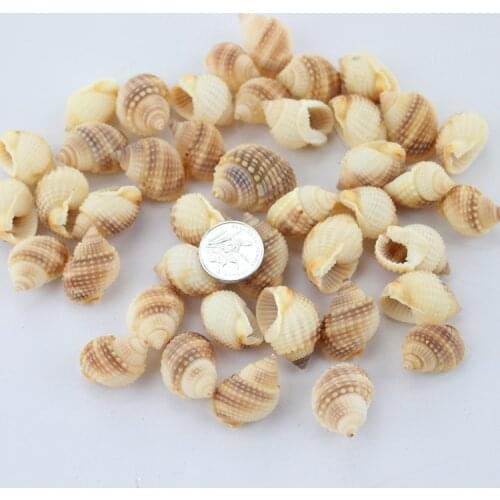 Hot new 2018 50PCS/LOT Natural conch shells screw shell diy yangtz fish tank piaochuang decoration sea conch