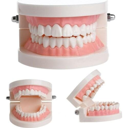 Pro Dental Study Teaching White Teeth Model Caries Tooth Care Oral Education Dentist Equipment Oral Hygiene
