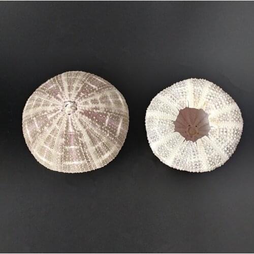 1pcs purple Sea Urchin Natural Shell Conch Beach Wedding Decoration Coastal Home Decoration