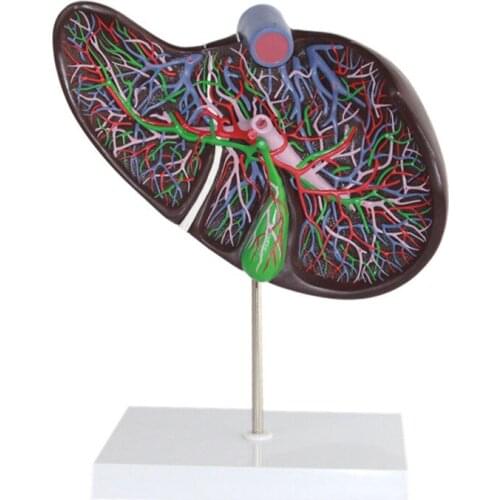 Liver gallbladder enlargement model Gallbladder anatomical model