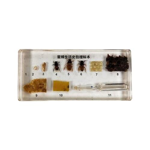 Bee life history specimen Preschool education teaching aids Teaching apparatus experimental apparatus 13*6*1.5cm
