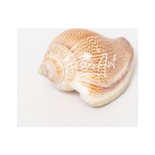 ResinArt Decorative Seashells