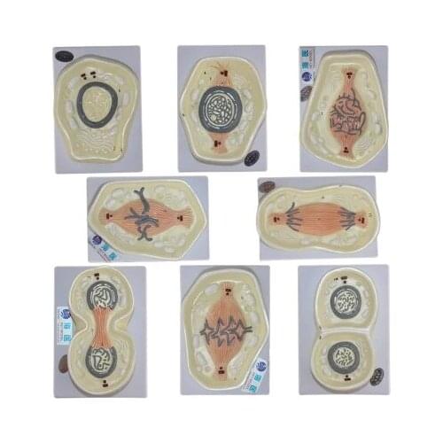 Cell Mitosis Process Demo model biological Animal Cell Model 8pcs free shipping