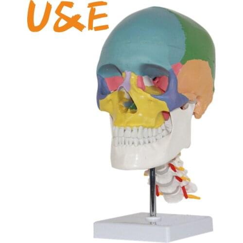 "human anatomy skeleton anatomical model for sale skull with colored bones cervical vertebra Beige Sculpture Medical
